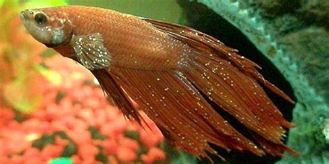 Your Future Betta Fish Is Sick And You Might Not Even Know It