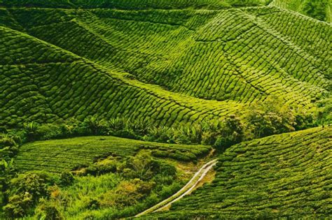 We did not find results for: 10 Hotel Penginapan yang terbaik di Cameron Highlands ...