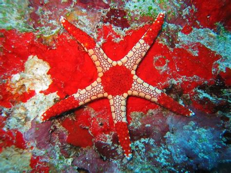 20 Bizarre And Beautiful Starfish Species Starfish Species Starfish