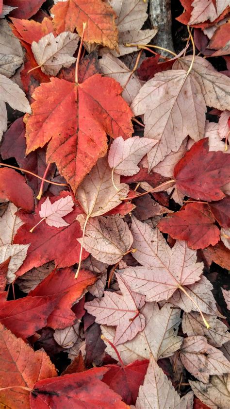 Download Red Green Maple Leaves Fall Iphone Wallpaper