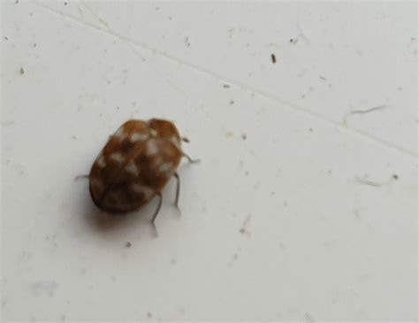 Small Tiny Brown Bugs In House