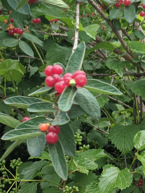What Is This Berry Species Wondering If Its Edible Located In