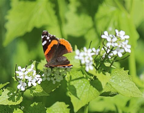 Christian Images In My Treasure Box Two Early May Spring Butterflies