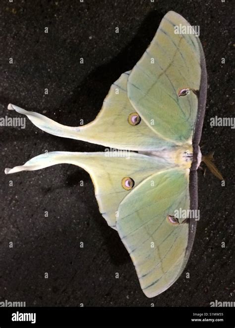 Polillas y mariposas fotografías e imágenes de alta resolución Alamy
