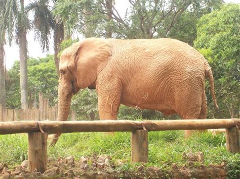 The são paulo zoo was opened in june of 1958; Sao Paulo Zoo - 2019 All You Need to Know BEFORE You Go ...