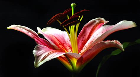 Lily Meaning And Symbolism Of The Lily On Whats Your Sign