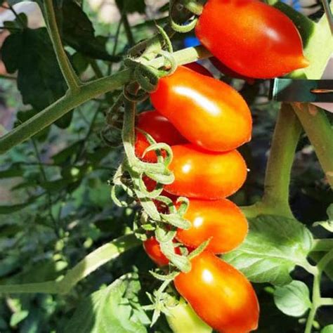 Elfin Tomaten Samen Bestellen Chili Shop24de