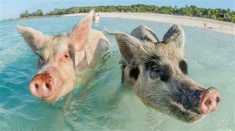 Swimming Pigs In Bahamas Safe Following Hurricane Dorian