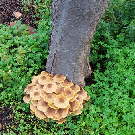 Oak Root Fungus Alameda Backyard Growers