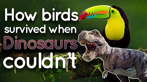 How Birds Survived The Dinosaur Mass Extinction Youtube