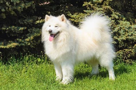 What Age Is A Samoyed Full Grown