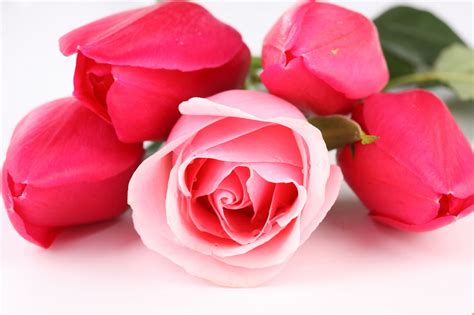 Pink Rose Pictures Download Free Pixelstalknet