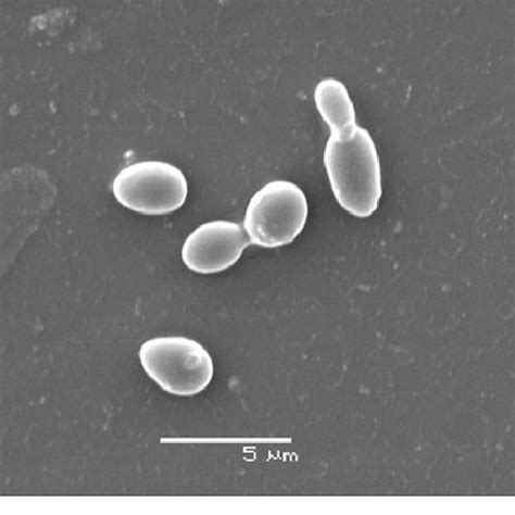 Candida Glabrata Yeast Under Electron Microscope The Figure Shows Two