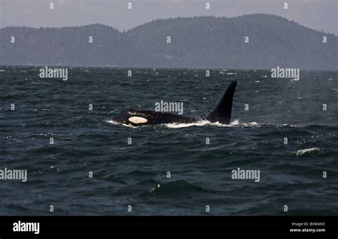 Orca Near Saturna Island British Columbia Canada Stock Photo Alamy