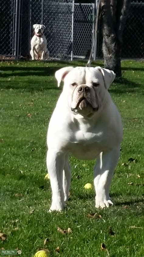 American Bulldog For Sale Stud Dog In New York The United States