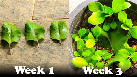 How To Grow Miracle Leaf Plant From Leaf Episode 01 Youtube