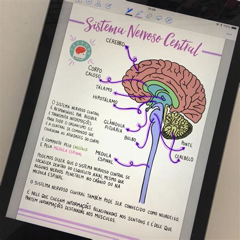 Sistema Nervoso Central E Periférico Mapa Mental