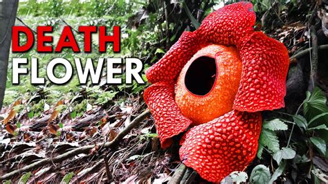 Giant Rafflesia Flower