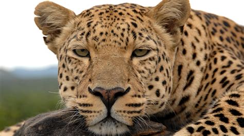 Revealing The Leopard Leopard Facts Nature Pbs