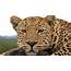 Revealing The Leopard  Facts Nature PBS