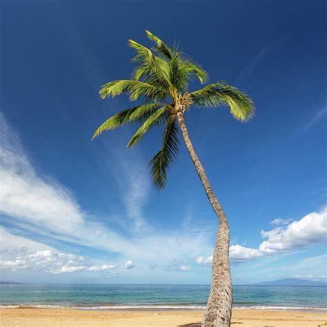 Sunny Beach Palm Tree Photograph By Sqwhere Photo Fine Art America