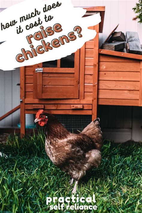 What is the average cost of raising a chicken? How Much Does it Cost to Raise Chickens? in 2020 ...