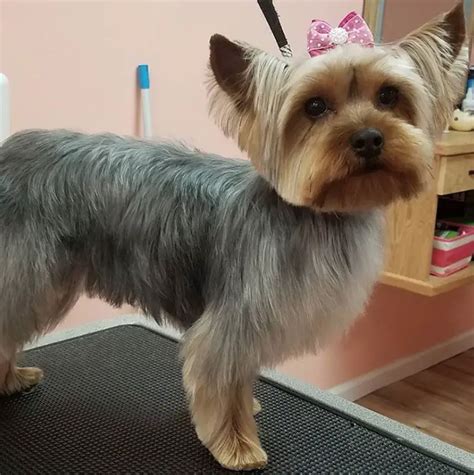59 Best Yorkie Haircuts For Males And Females The Paws