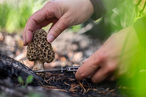 The Foolproof Four The 4 Easiest Mushrooms To Forage Rv Lyfe