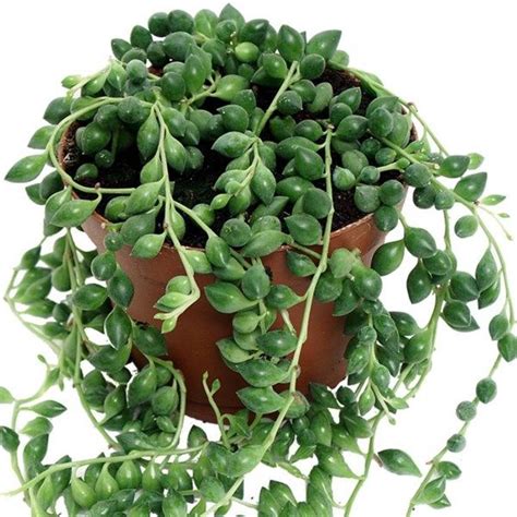 Suckulenter, Plantera blommor, Växter