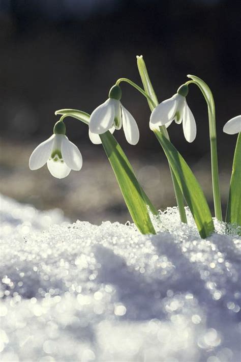 16 Best Winter Flowers Prettiest Flowers That Bloom In