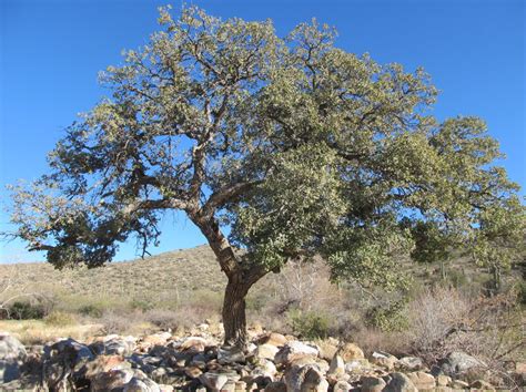 Tree Selection West Texas Urban Forestry Council