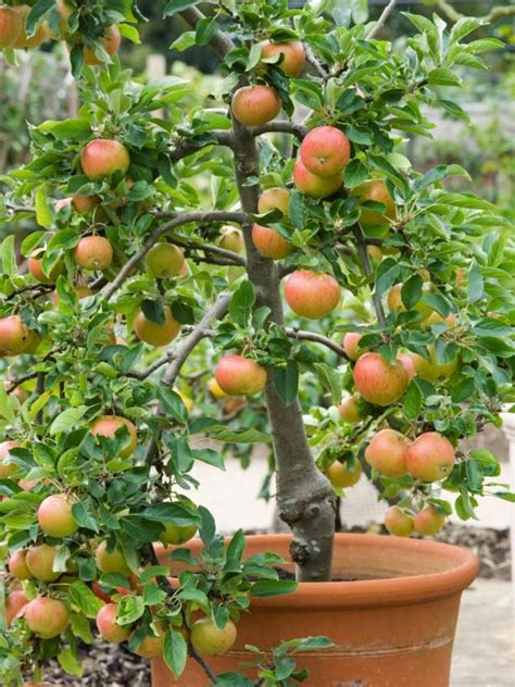 How To Grow Fruit Trees In Pots 14 Best Fruits To Grow In Pots Fruits
