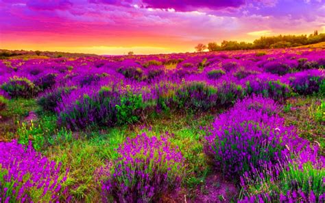 So, today, i am going to help you celebrate. Spring Field With Purple Flowers, Sky, Clouds, Beautiful ...