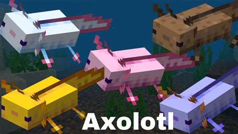 Colourful Axolotls In Minecraft Spawn Tame And Breeding