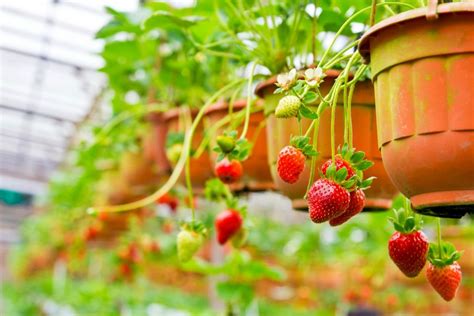 Plantar Tu Huerto De Fresas En Casa Consejos Para Una Vida Sostenible