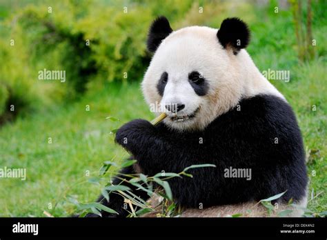 Giant Panda Eating Bambou Ailuropoda Melanoleuca Captive Zooparc