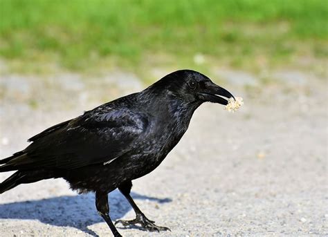 Free Download Black Crow Crow Raven Raven Bird Black Bill Bird