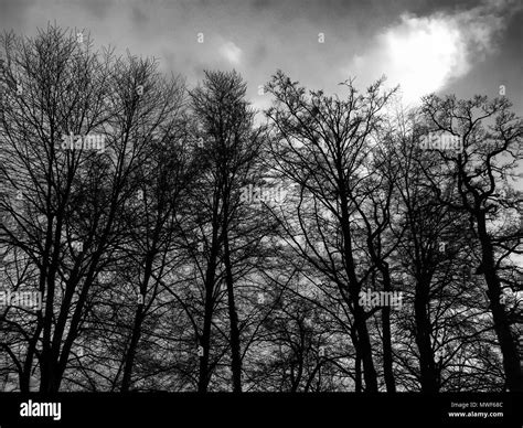 Photography Of Black And White Trees Stock Photo Alamy