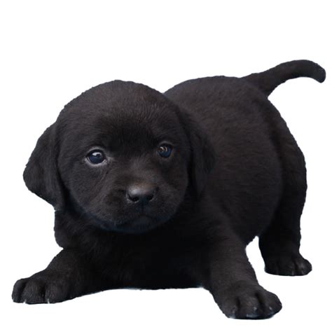 Black Dog Png Free Download Png All Png All