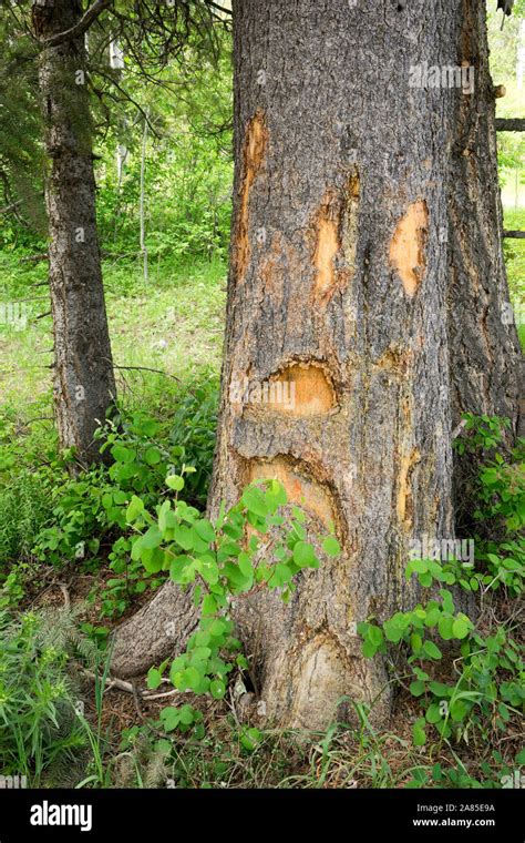 Markings On A Tree With The Bark Stripped From The Trunk Stock Photo