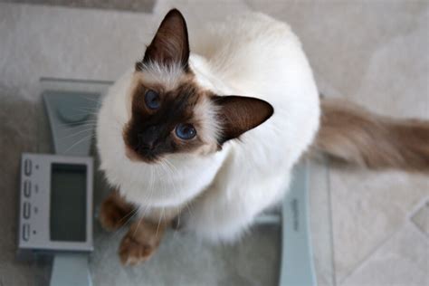 Balinese Cat Breed Information The Pedigree Paws