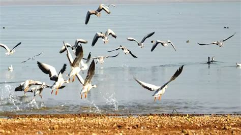With The Death Toll Of Migratory Water Birds Rising To 2 401 And Almost