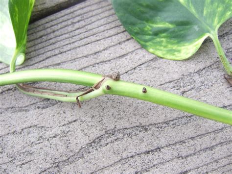 Cacti are not heavy feeders but the casual grower can feed once a year or so during springtime using a diluted houseplant fertilizer. How To Make Houseplant Cuttings | DIY Network Blog: Made ...
