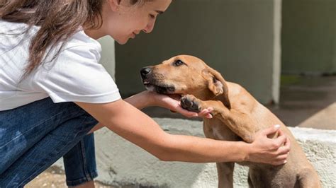 Perro De Rescate Disfrutando De Ser Mascota Por Mujer En El Refugio