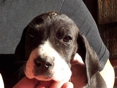 Pups will be kept in the house with us and will frequently be aroud small children so they will be… Great Dane Puppy 7 Weeks Old for Sale in Pueblo, Colorado ...