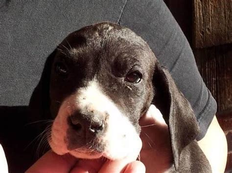 900 x 900 jpeg 154 кб. Great Dane Puppy 7 Weeks Old for Sale in Pueblo, Colorado ...