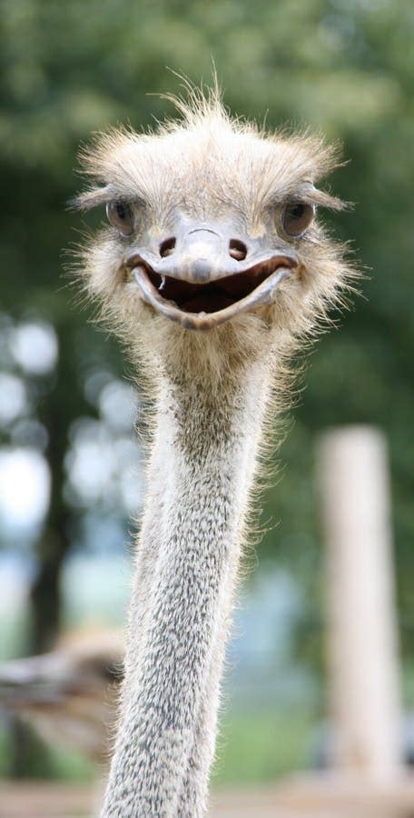 African Ostrich Funny Face Stock Image Image Of Portrait 121934643