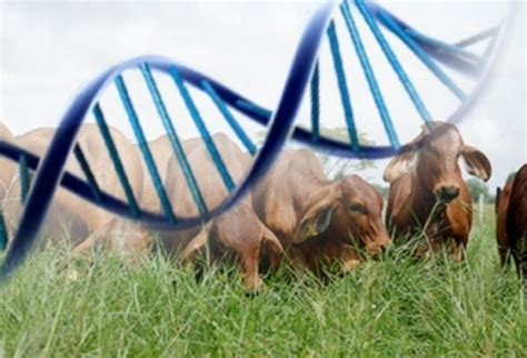 Evolución En El Mejoramiento Genético Animal Timeline Timetoast Timelines