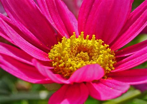 Marguerite Spring Blossom Free Photo On Pixabay Pixabay