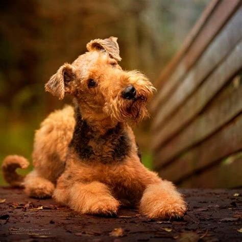 15 Amazing Facts About Airedale Terriers You Probably Never Knew Page